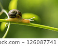 Close up photography of snail in nature. 126087741