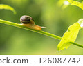 Close up photography of snail in nature. 126087742