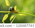 Close up photography of snail in nature. 126087743