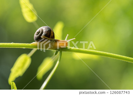 Close up photography of snail in nature. 126087743