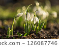 Snowdrops first spring flowers. 126087746