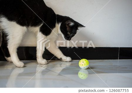 Domestic cat pet playing indoor. Black and white kitten at home Domestic cat pet playing indoor. Black and white kitten at home 126087755