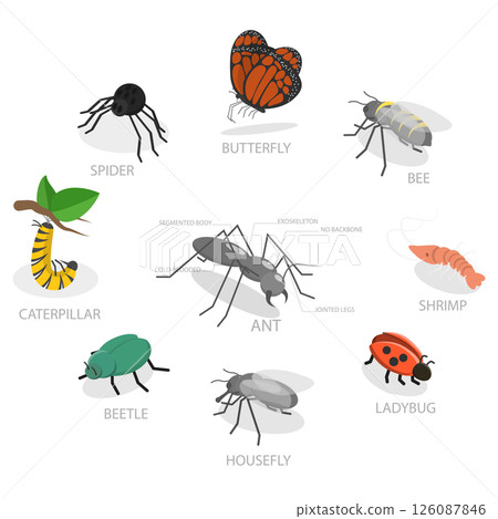 3D Isometric Flat Illustration of Insect Arthropods, Invertebrates With Jointed Legs 3D Isometric Flat Illustration of Insect Arthropods, Invertebrates With Jointed Legs 126087846