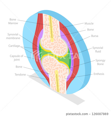 3D Isometric Flat  Illustration of Anatomy Of Joints, Structure And Function 126087869