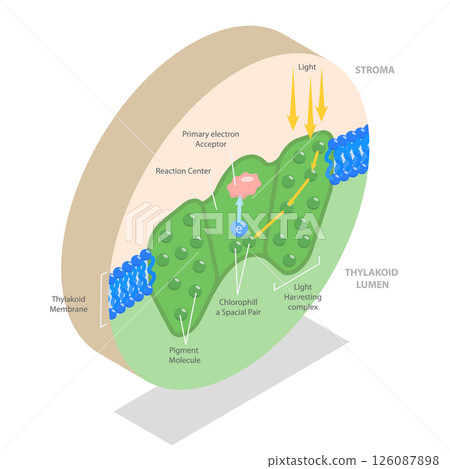 3D Isometric Flat  Illustration of Biology Education, Photosystem Process For Chemical Light Absorption 126087898