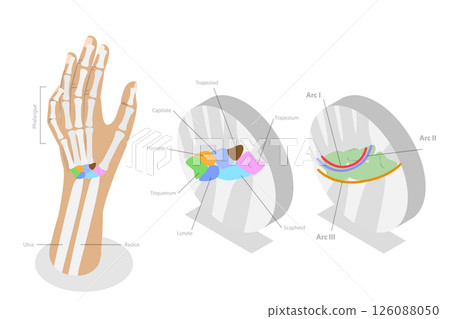 3D Isometric Flat  Illustration of Carpal Bones, Anatomy of Human Hand and Wrist 126088050