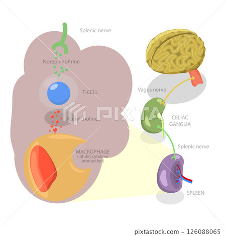 3D Isometric Flat Illustration of Parasympathetic Nervous System, Medical Diagram 3D Isometric Flat Illustration of Parasympathetic Nervous System, Medical Diagram 126088065