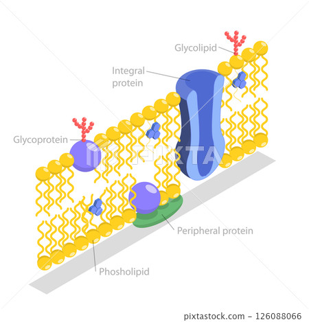 3D Isometric Flat Illustration of Structure of Plasma Membrane, Anatomical Structure According To The Fluid Mosaic Model 3D Isometric Flat Illustration of Structure of Plasma Membrane, Anatomical Structure According To The Fluid Mosaic Model 126088066
