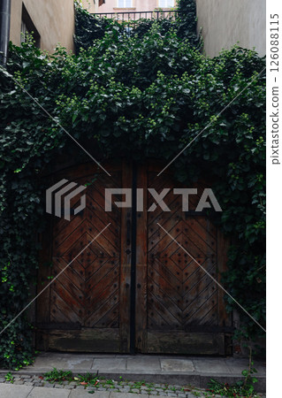 Old wooden gate covered with green ivy leaves Old wooden gate covered with green ivy leaves 126088115
