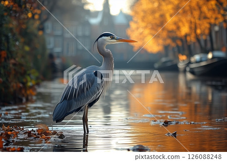 wild birds in the city, a heron fishing in a dirty canal, with reflections of nearby modern architecture in the water 126088248