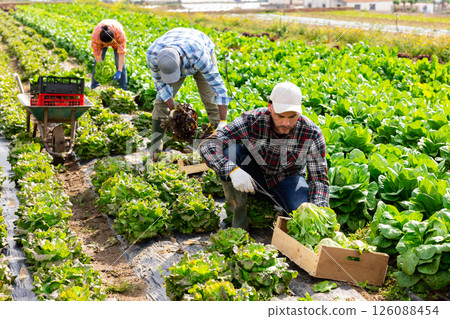 Man professional horticulturist picking harvest of lettuce on farmer field Man professional horticulturist picking harvest of lettuce on farmer field 126088454