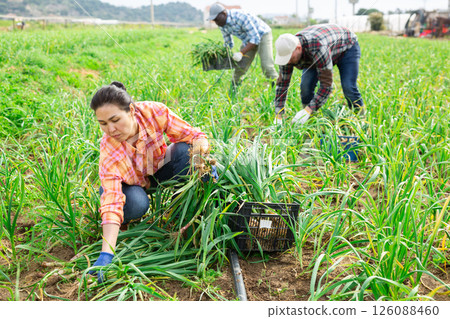 Woman harvesting young garlic on field Woman harvesting young garlic on field 126088460