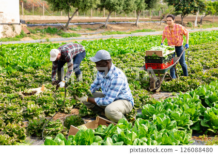 Plantation workers picking fresh lettuce on field 126088480