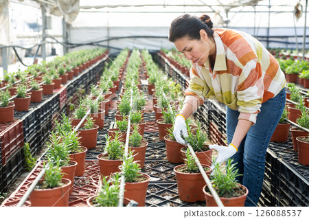 Female horticulturist maintaining garden in hothouse Female horticulturist maintaining garden in hothouse 126088537