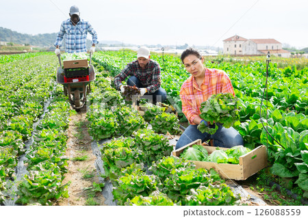 Woman harvesting lettuce on field Woman harvesting lettuce on field 126088559