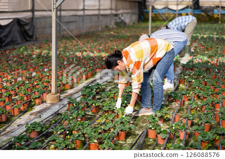 Three farmers remove damaged leaves from strawberries Three farmers remove damaged leaves from strawberries 126088576