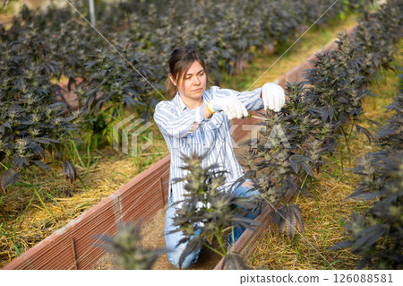 Woman caring for cannabis plant in greenhouse 126088581