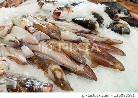 Raw calamari on ice on counter Raw calamari on ice on counter 126088591