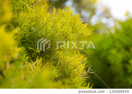 Close-up of Melaleuca linariifolia plant 126088649