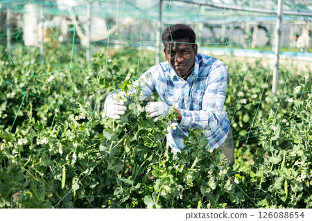 Gardener taking care of plants in greenhouse Gardener taking care of plants in greenhouse 126088654