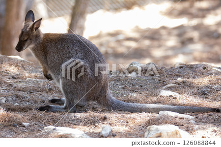 Kangaroo wallaby de Bennett, is sitting on fallen conifers in shade of tree Kangaroo wallaby de Bennett, is sitting on fallen conifers in shade of tree 126088844