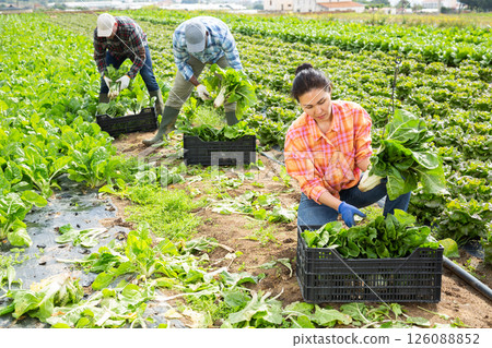Asian woman harvesting chard in farm field Asian woman harvesting chard in farm field 126088852