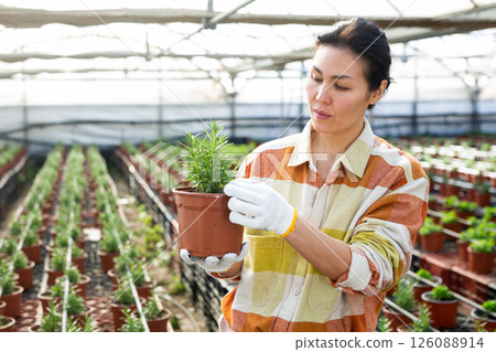 Asian female farmer growing rosemary in pots in greenhouse Asian female farmer growing rosemary in pots in greenhouse 126088914