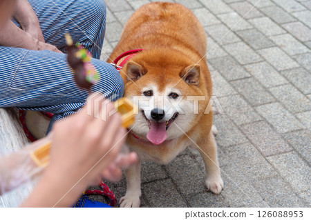 A fat Shiba Inu aiming for food A fat Shiba Inu aiming for food 126088953