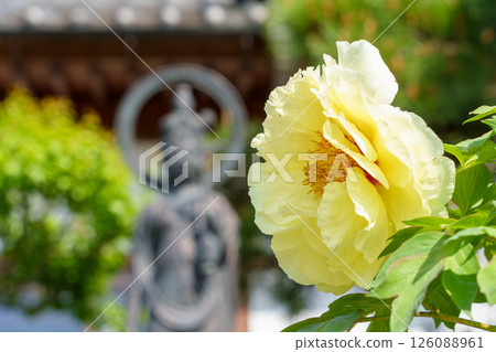 少林寺的黃牡丹花（埼玉縣秩父市） 126088961