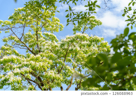 繡球花樹（Hydrangea quinata）開著白色的花 126088963