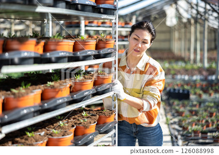 Asian female florist arranging potted plants on metal rack in greenhouse Asian female florist arranging potted plants on metal rack in greenhouse 126088998