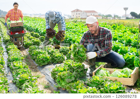 Farmer picking crops of green lettuce on vegetable plantation 126089278