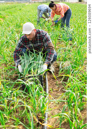 Farmer picking young garlic sprouts on field 126089694