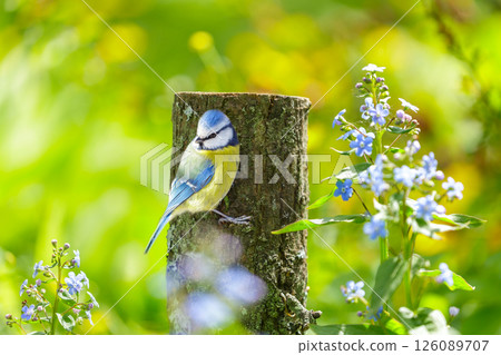 Little bird perching on old stump among forget-me-not flowers. Blue tit Little bird perching on old stump among forget-me-not flowers. Blue tit 126089707