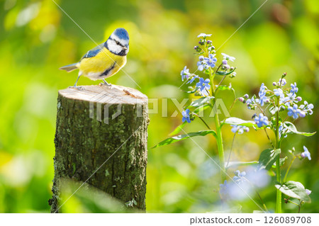 Little bird perching on old stump among forget-me-not flowers. Blue tit 126089708