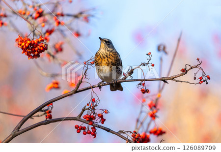 Thrush bird perching on branch of tree and eats rowan berries 126089709
