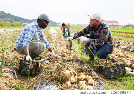 Two male farmers harvesting onions on vegetable farm plantation 126089874