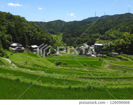Summer rural landscape: rice terraces and village (photographed in July 2024 in Hase, Ibaraki City, Osaka Prefecture) 126090066