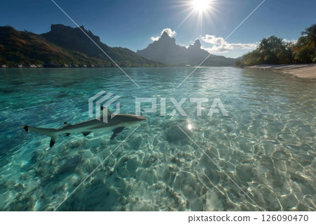 Blacktip reef shark swimming in crystal clear Bora Bora lagoon 126090470