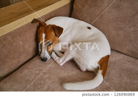 Close up of a cute Jack Russel terrier dog resting on beige sofa. The concept of calm, cozy home Close up of a cute Jack Russel terrier dog resting on beige sofa. The concept of calm, cozy home 126090869