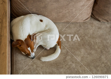 Close up of a cute Jack Russel terrier dog resting on beige sofa. The concept of calm, cozy home Close up of a cute Jack Russel terrier dog resting on beige sofa. The concept of calm, cozy home 126090871