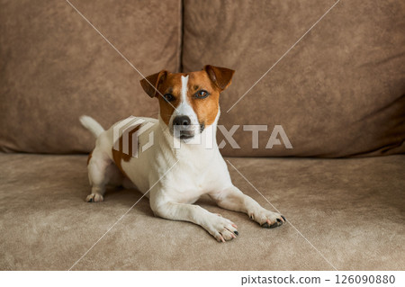 Jack Russell Terrier dog on the beige textile couch looking at the camera. Small rough coated doggy Jack Russell Terrier dog on the beige textile couch looking at the camera. Small rough coated doggy 126090880
