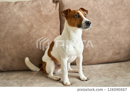lovely Jack Russell Terrier dog on the beige textile couch during daytime. Small rough coated doggy 126090887