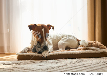 Jack Russell Terrier playing with favorite toy looking at camera. Small rough coated doggy with soft Jack Russell Terrier playing with favorite toy looking at camera. Small rough coated doggy with soft 126090899