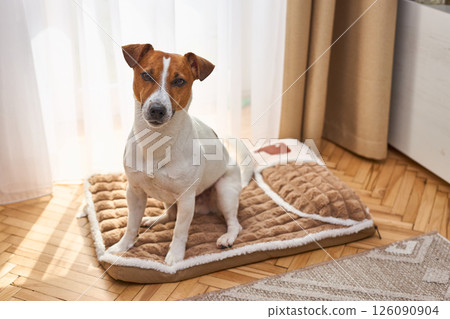 A cute funny Jack Russel Terrier is lying on the plush dog bed. Light background in room interior 126090904