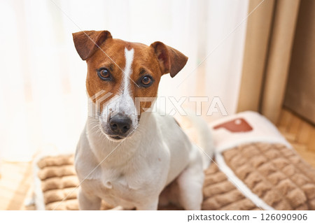 A cute funny Jack Russel Terrier is lying on the plush dog bed. Light background in room interior 126090906