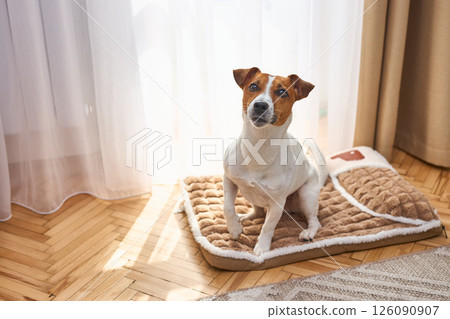 A cute funny Jack Russel Terrier is lying on the plush dog bed. Light background in room interior 126090907