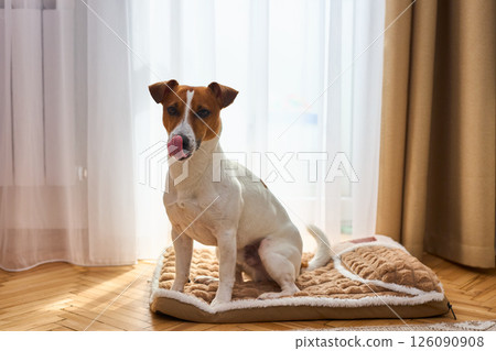 Jack Russel Terrier Hungry Dog Licks, sitting on the plush dog bed. Light background in room Jack Russel Terrier Hungry Dog Licks, sitting on the plush dog bed. Light background in room 126090908