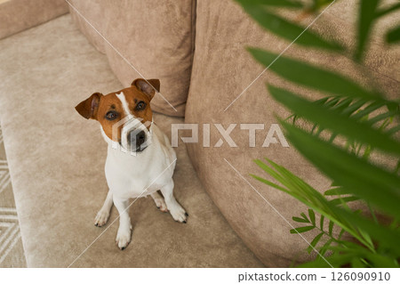 Jack Russell Terrier dog on the beige textile couch looking at the camera. Small rough coated doggy 126090910