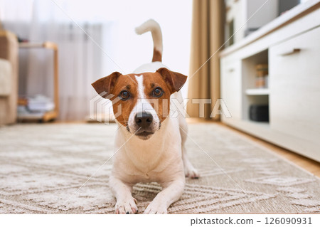 lovely Jack Russell Terrier dog on a carpet in a light home interior during daytime. Small rough 126090931
